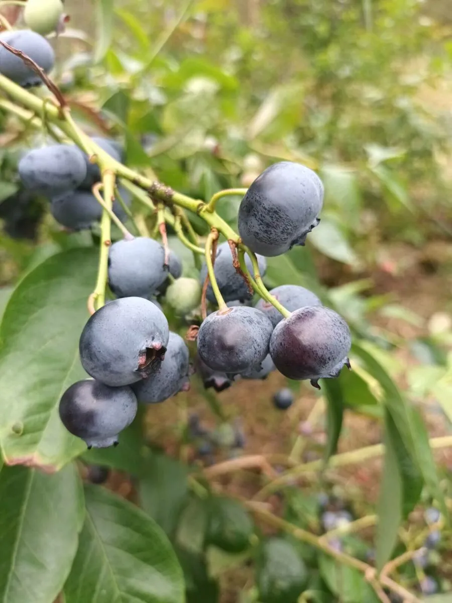 Blueberry bushes - Image 1