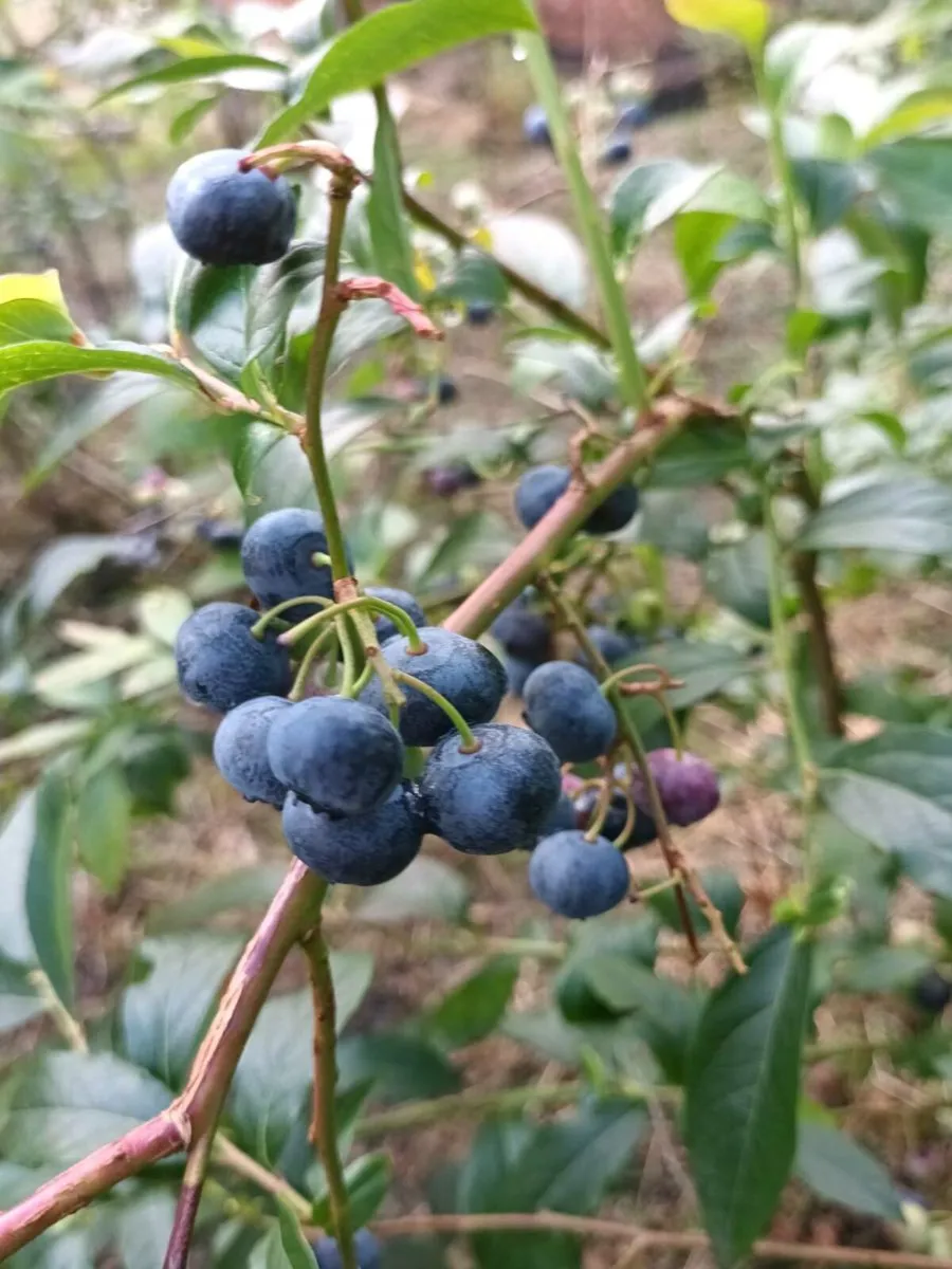 Blueberry bushes - Image 2
