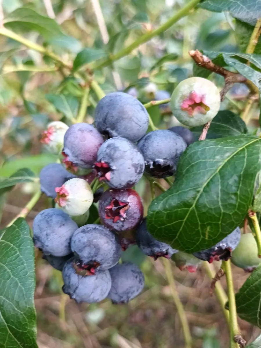 Blueberry bushes - Image 3