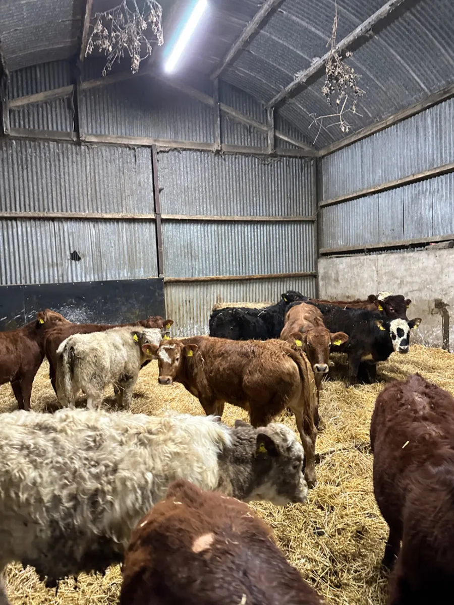 Charolais and lim bulls - Image 1