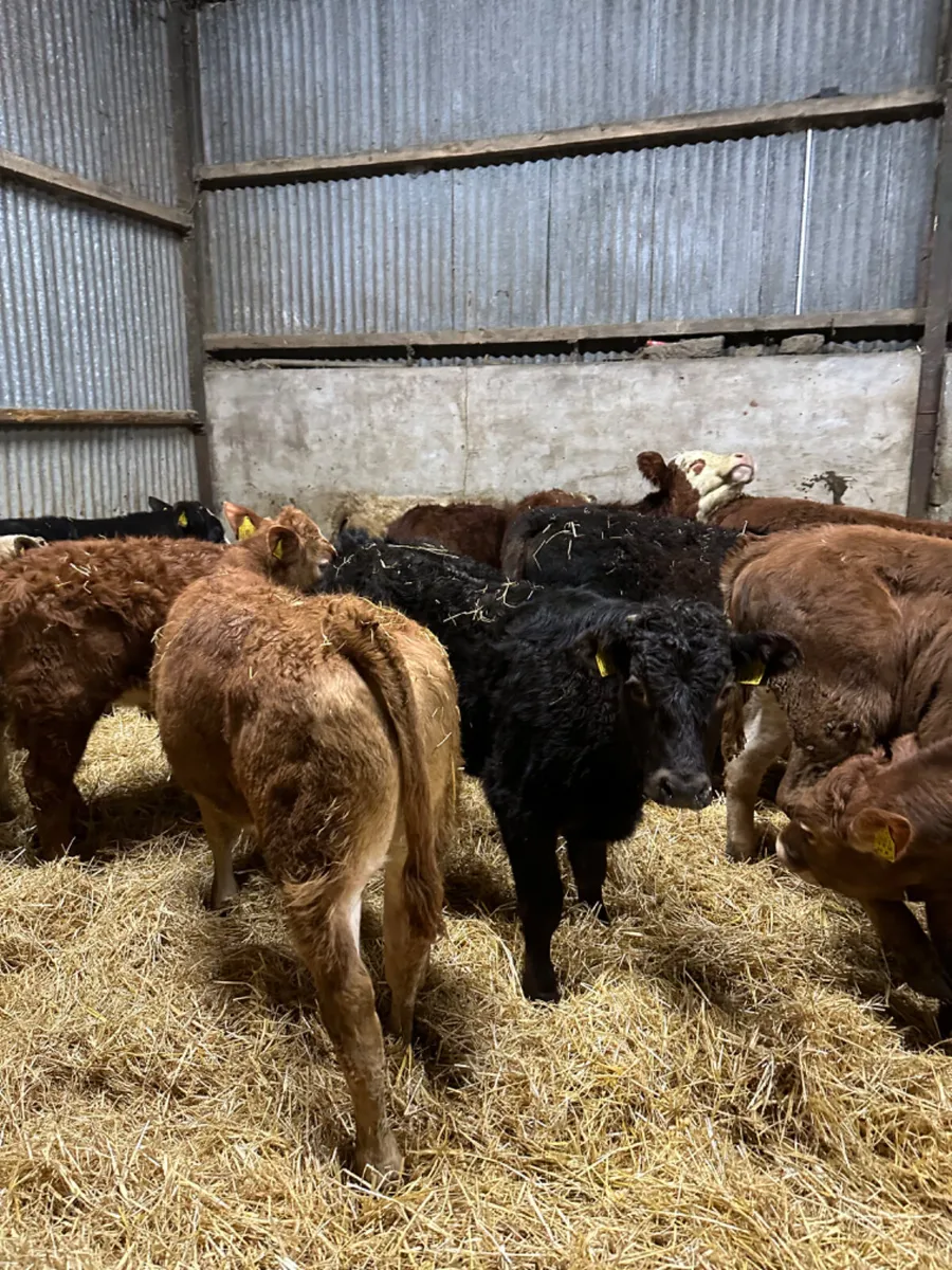 Charolais and lim bulls - Image 2