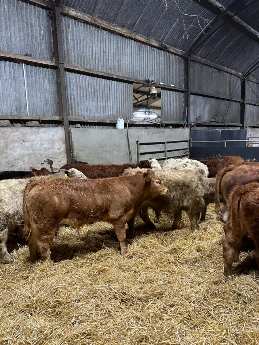 Charolais and lim bulls - Image 4