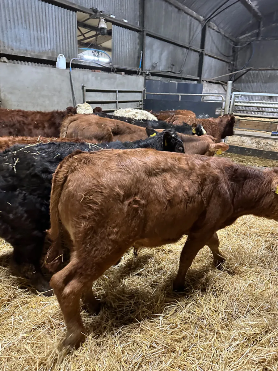 Charolais and lim bulls - Image 3