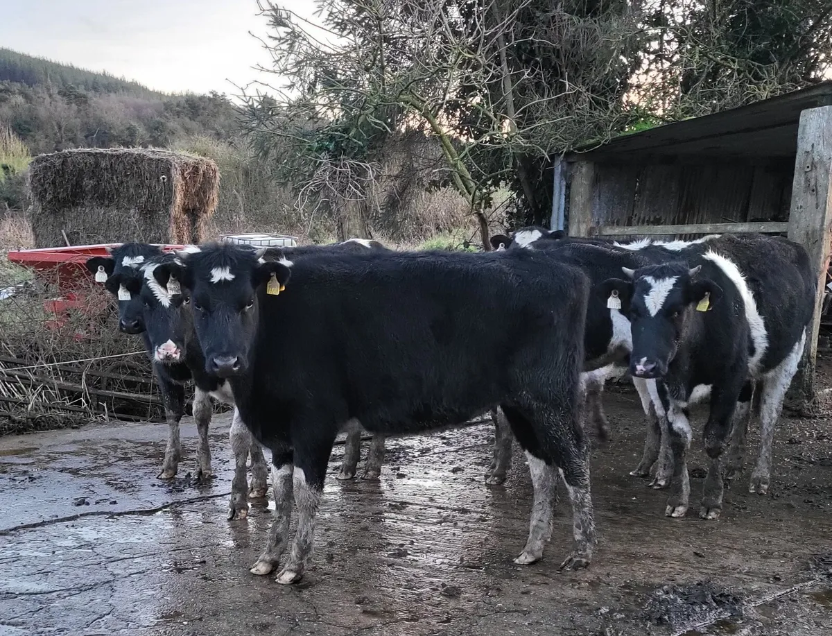 Fresian Hefiers - Image 1