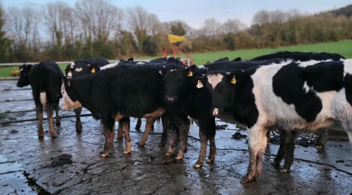 Fresian Hefiers - Image 2