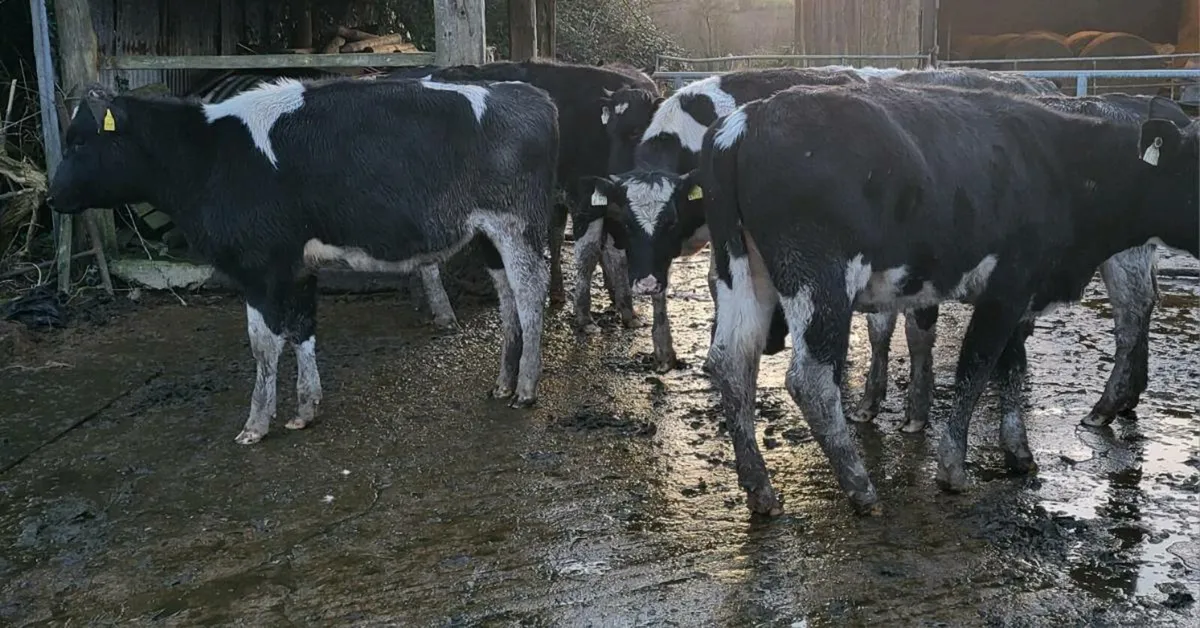 Fresian Hefiers - Image 3