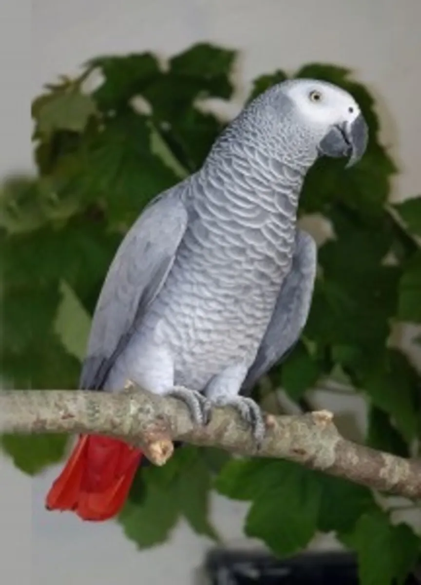 African Greys Wanted