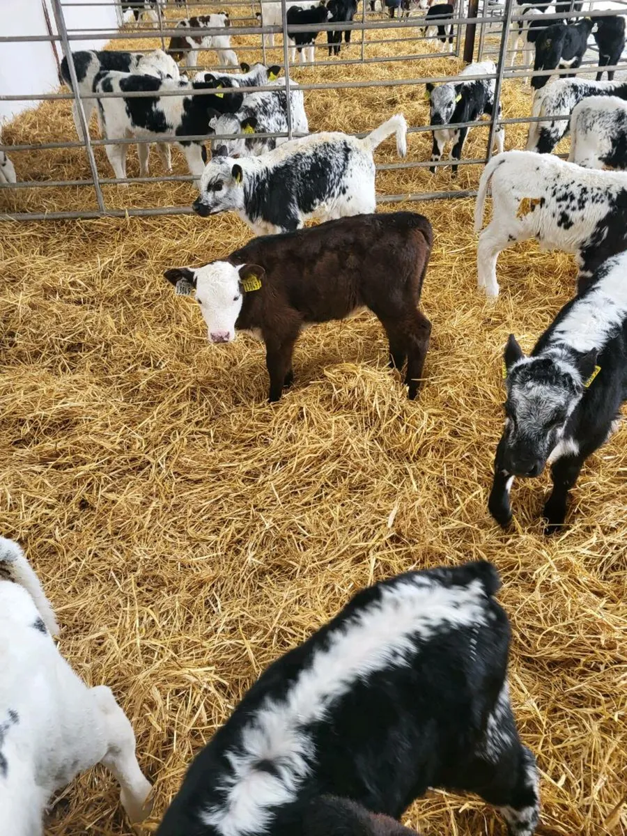 Calves - Image 2