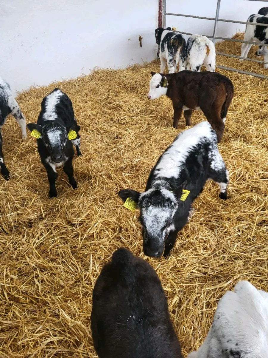 Calves - Image 3