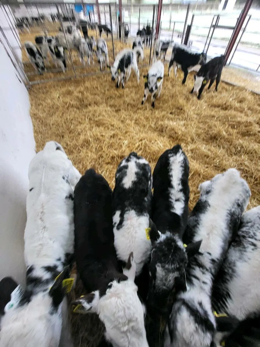 Calves - Image 1