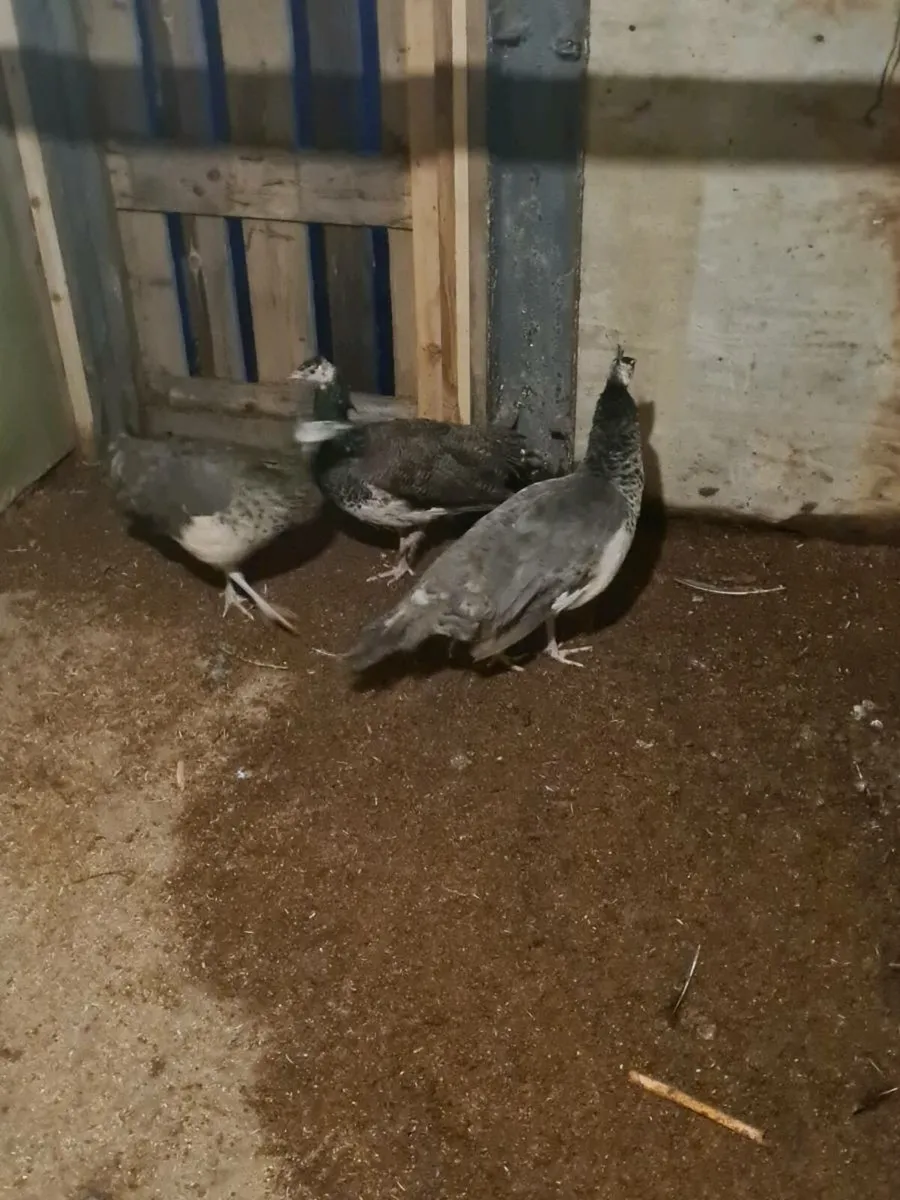 Peacocks  and peahen  pairs only - Image 1
