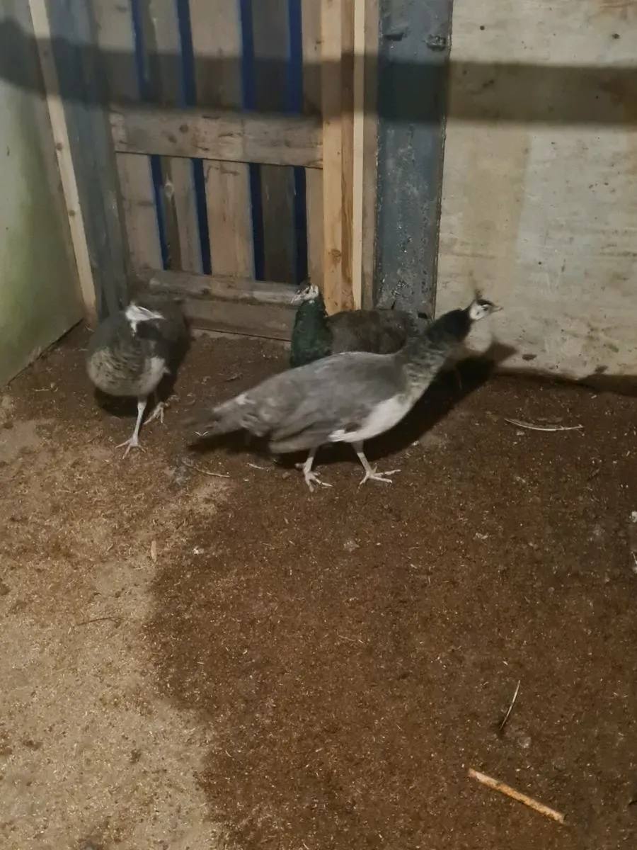 Peacocks  and peahen  pairs only - Image 2
