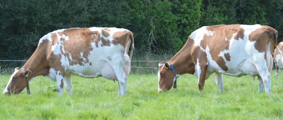 Dairy production sale this Friday in New Ross mart - Image 1