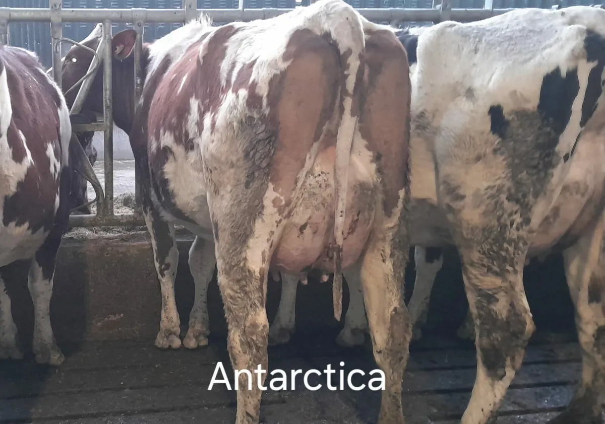 Dairy production sale this Friday in New Ross mart - Image 2