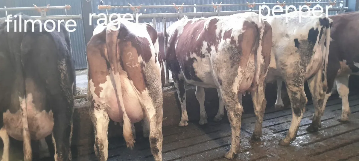 Dairy production sale this Friday in New Ross mart - Image 4