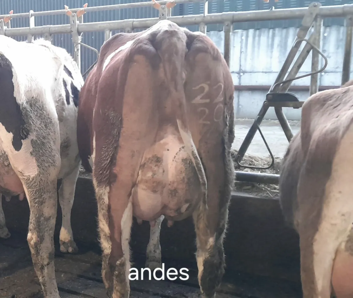 Dairy production sale this Friday in New Ross mart - Image 3