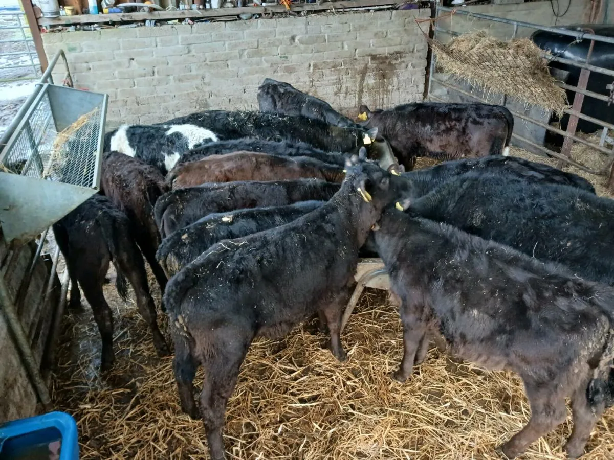 15 smashing weaned heifers - Image 1