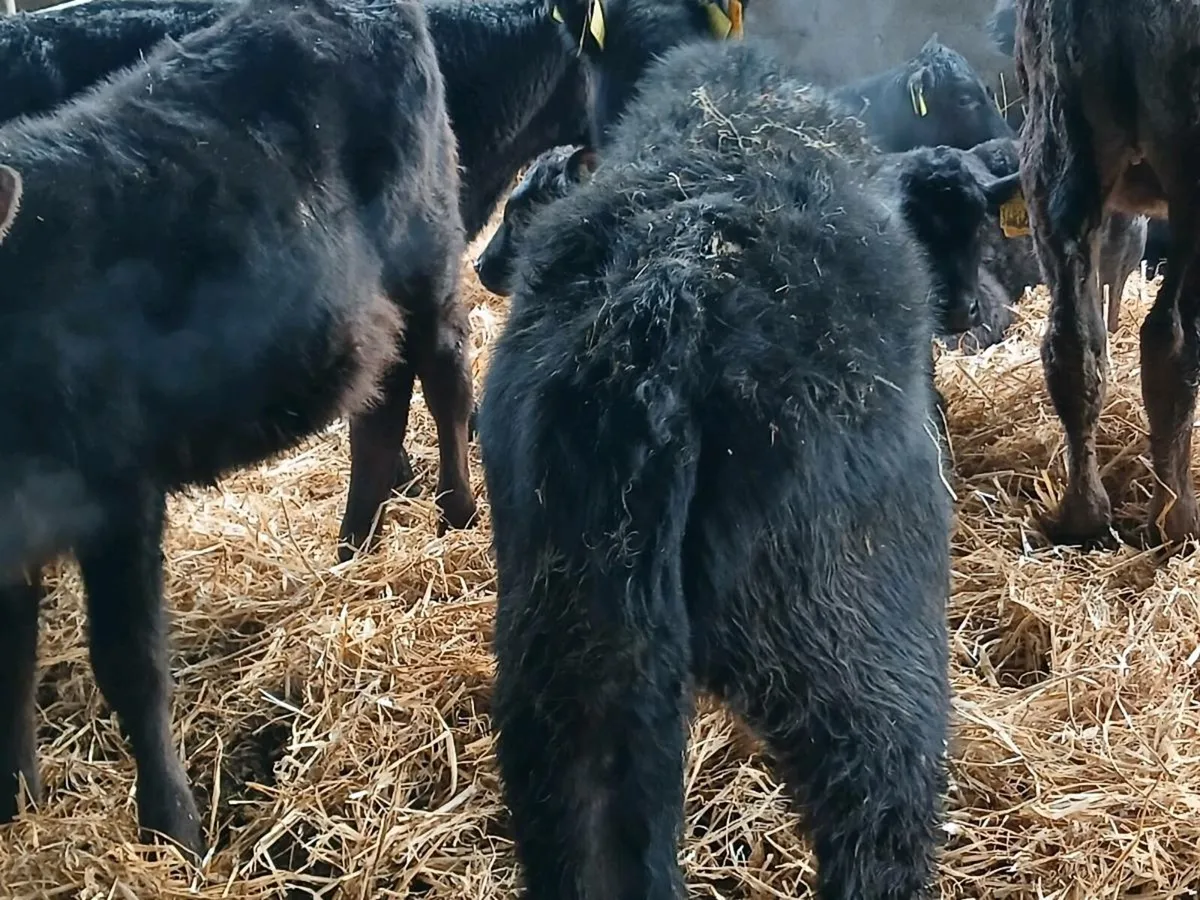 15 smashing weaned heifers - Image 3