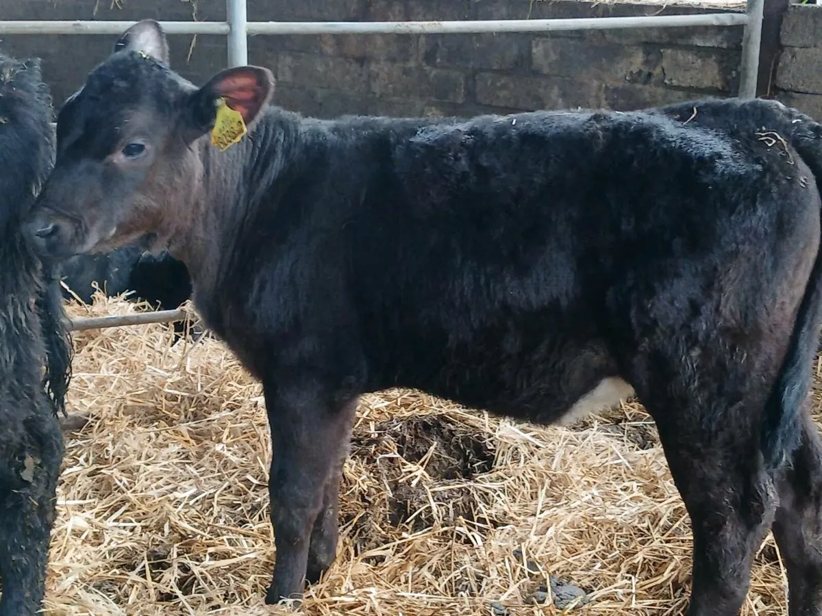 15 smashing weaned heifers - Image 2