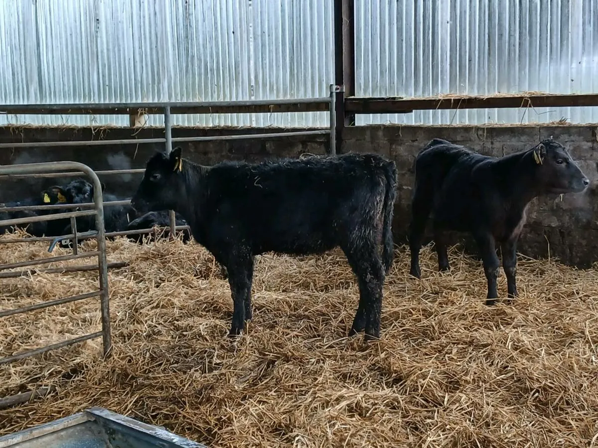 15 smashing weaned heifers - Image 4