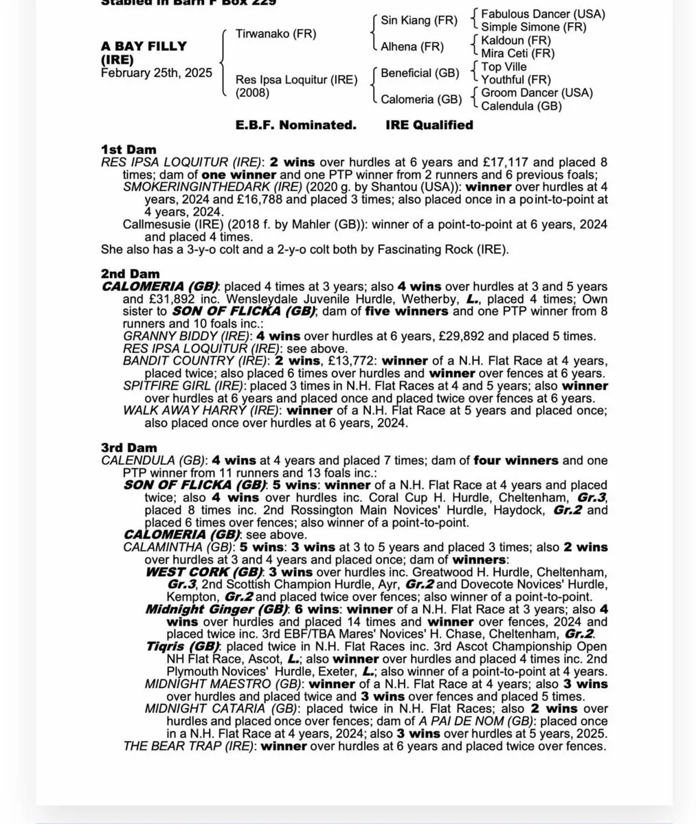 2y/o Thoroughbred Gelding - Image 2