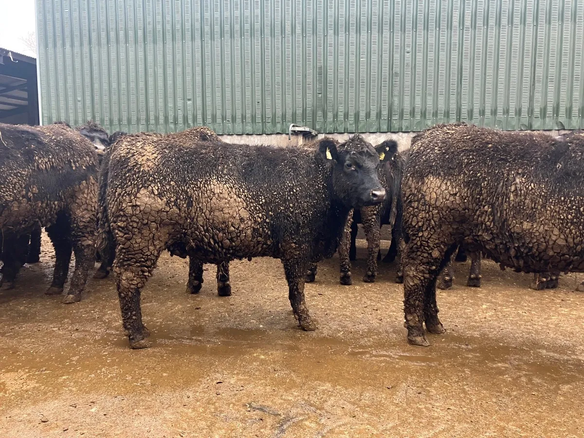 Super pedigree Angus Heifers - Image 1