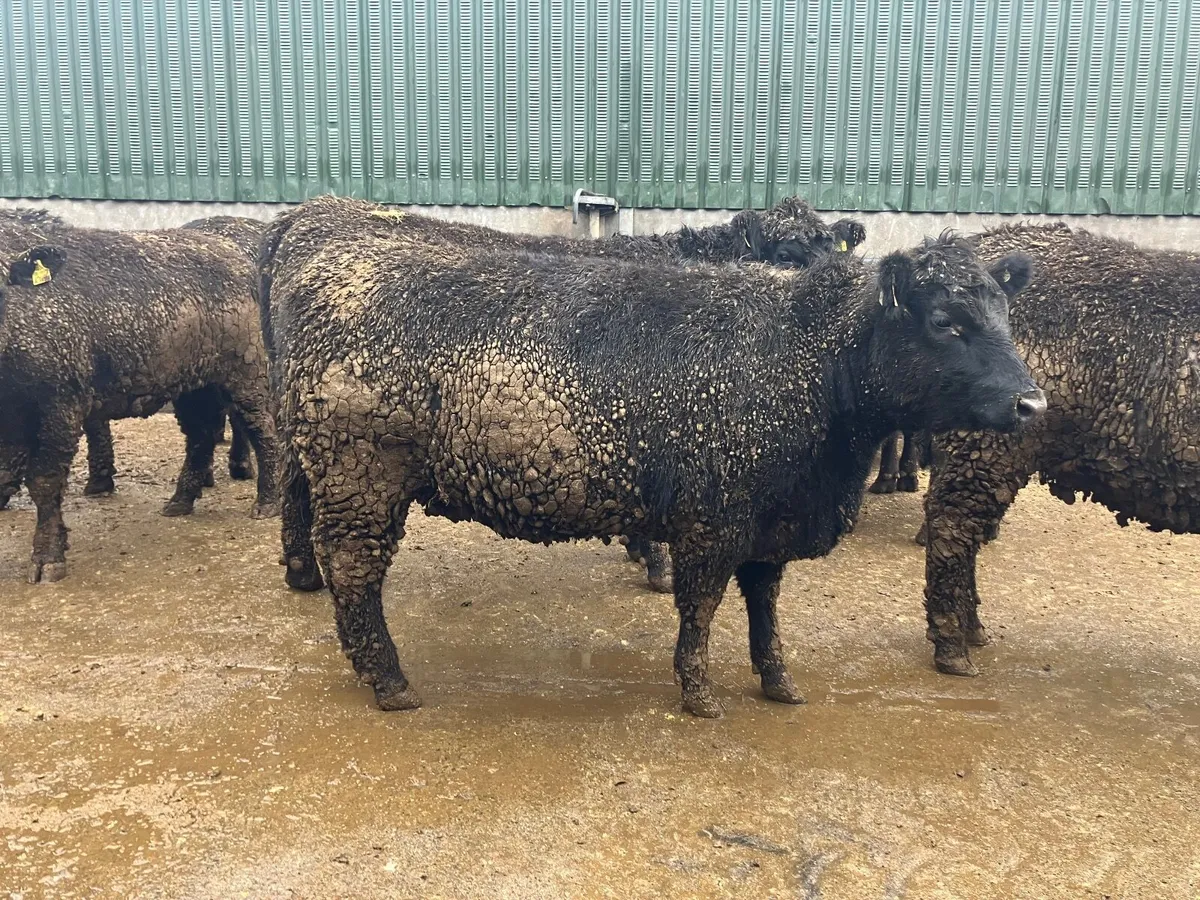 Super pedigree Angus Heifers - Image 2