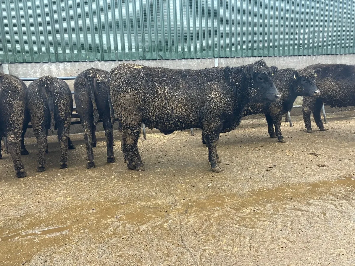 Super pedigree Angus Heifers - Image 3