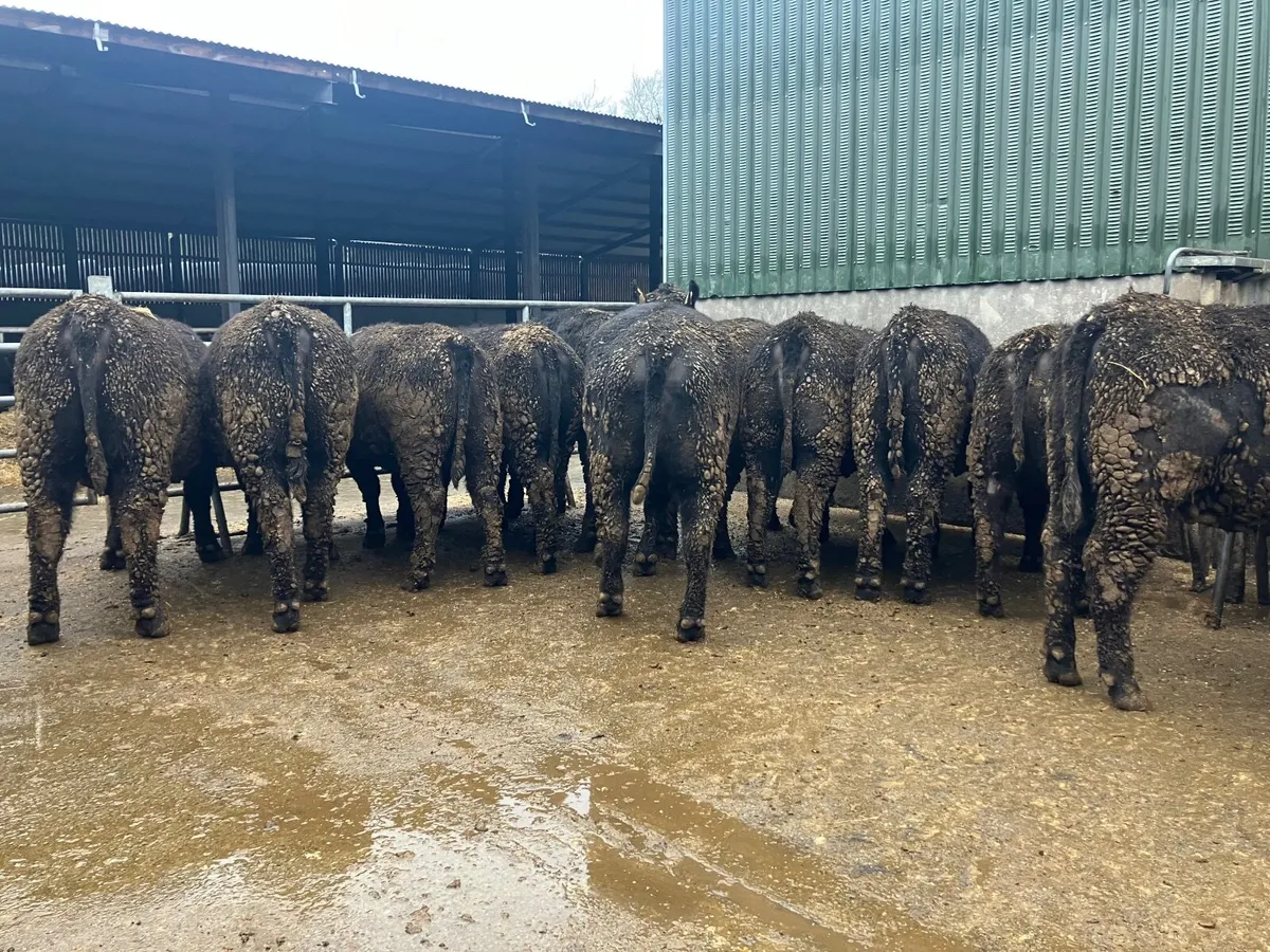 Super pedigree Angus Heifers - Image 4