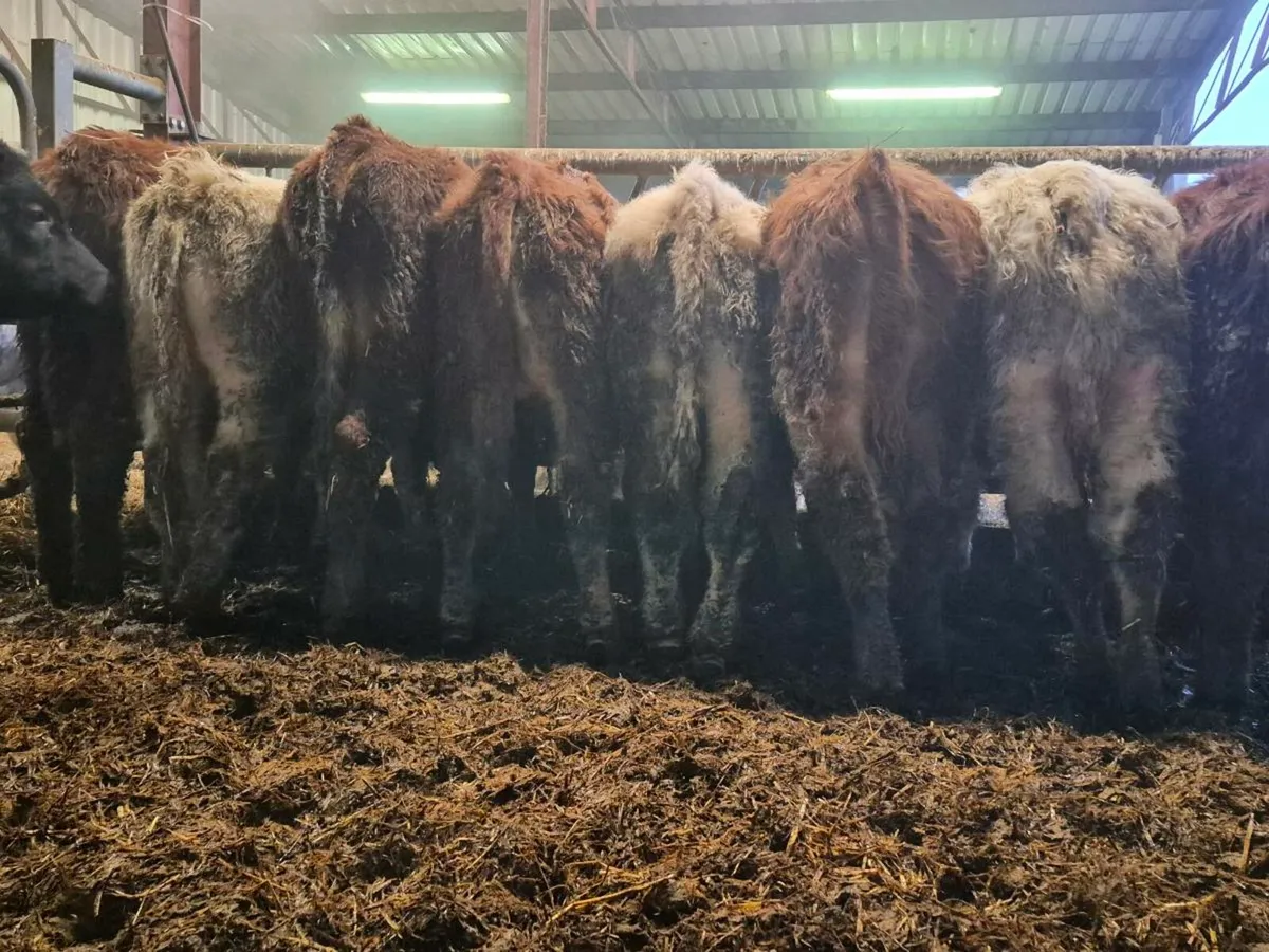 10 Smashing Bull Weanlings - Image 1