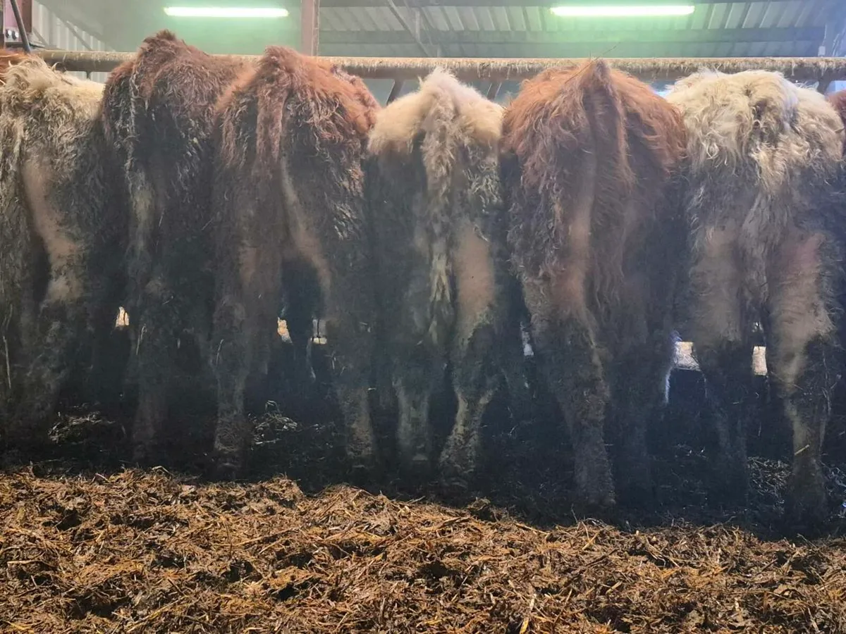 10 Smashing Bull Weanlings - Image 2