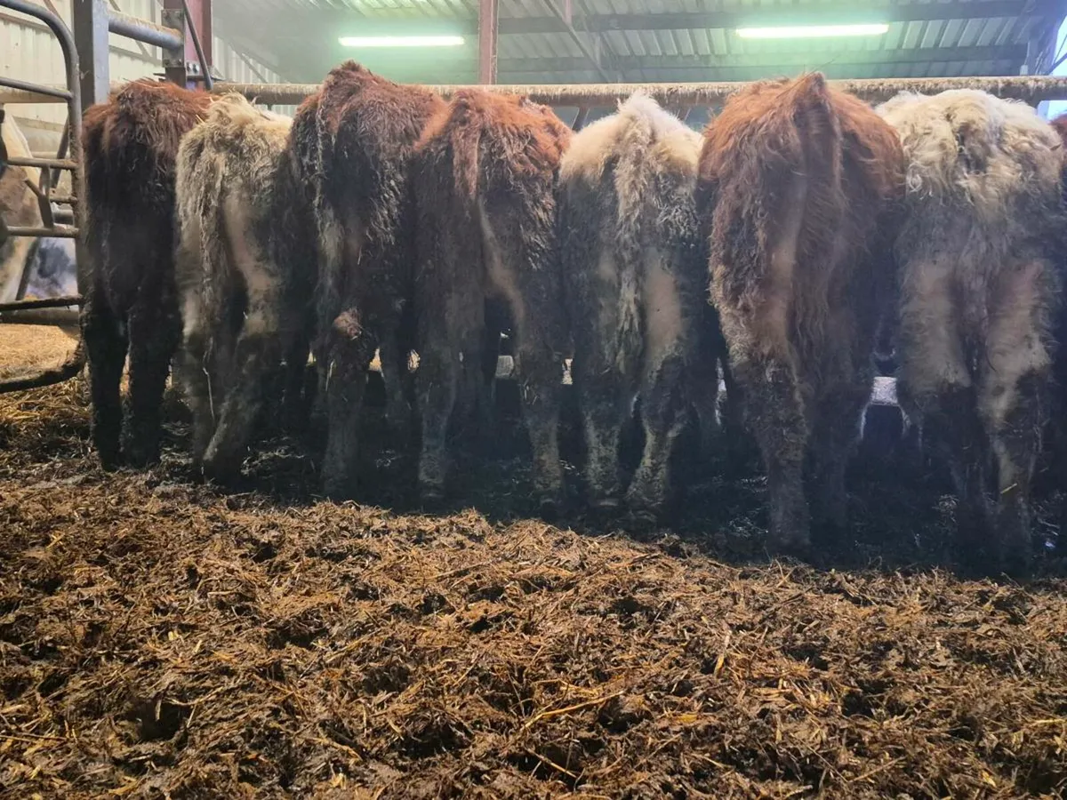 10 Smashing Bull Weanlings - Image 3