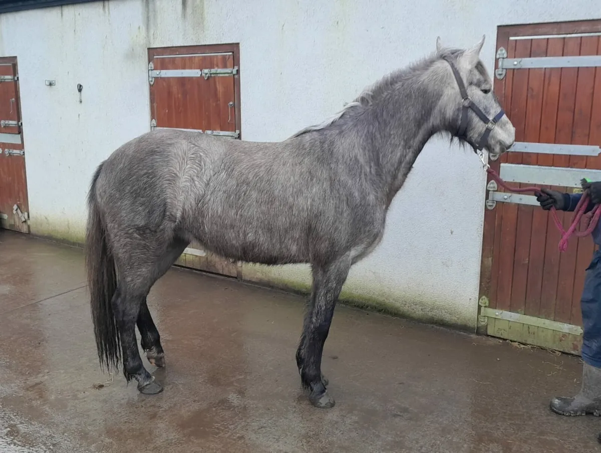 Clifden sales lot no 489 and 490 - Image 3