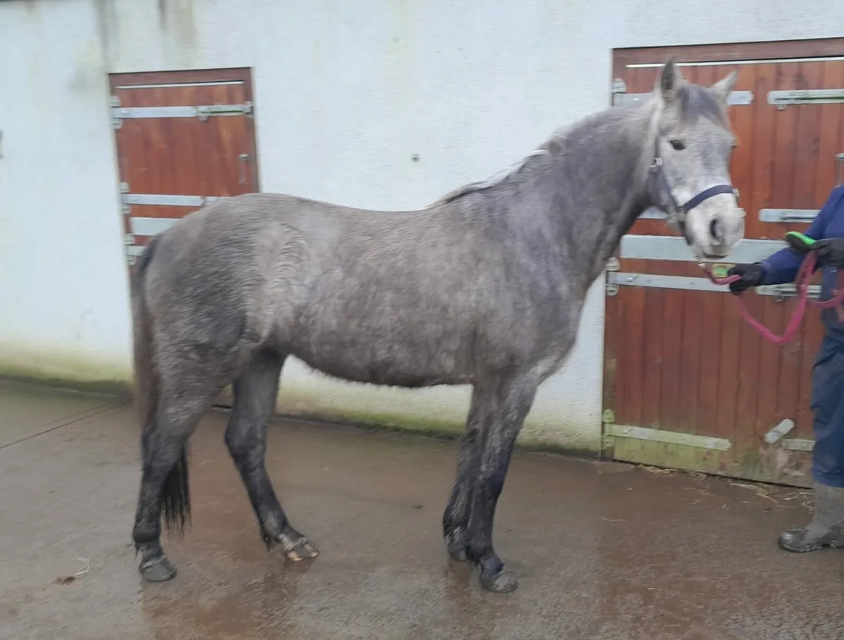 Clifden sales lot no 489 and 490 - Image 4