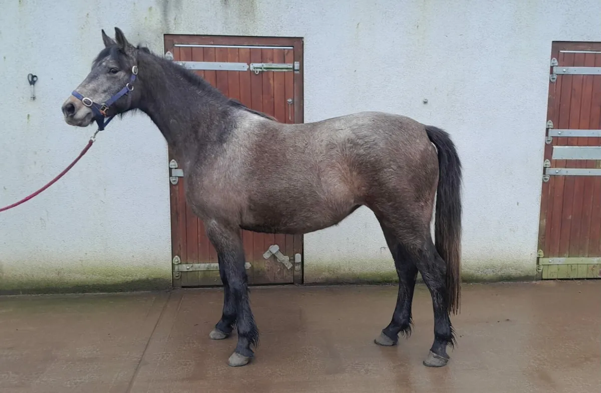 Clifden sales lot no 489 and 490 - Image 1