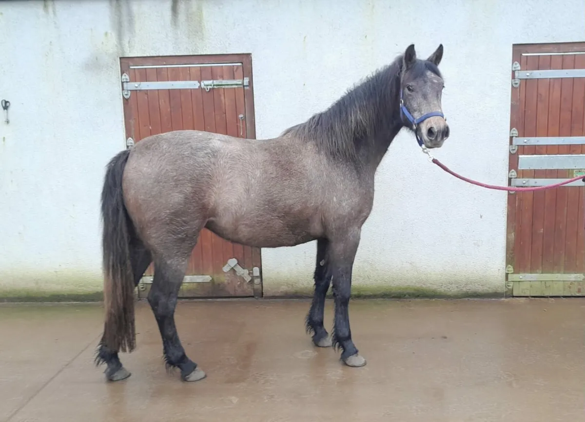 Clifden sales lot no 489 and 490 - Image 2