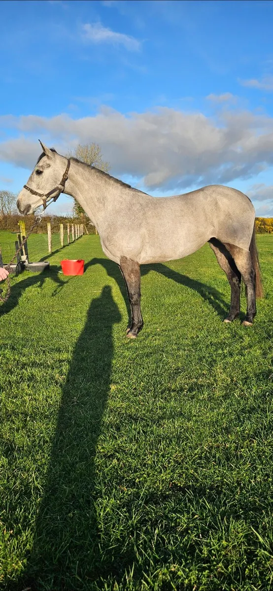 Clifden Sales Friday 20th - Image 3