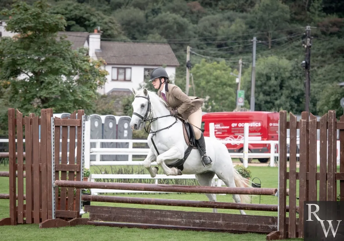 Lot 232 Connemara Pony Sales Saturday 21st Feb - Image 3