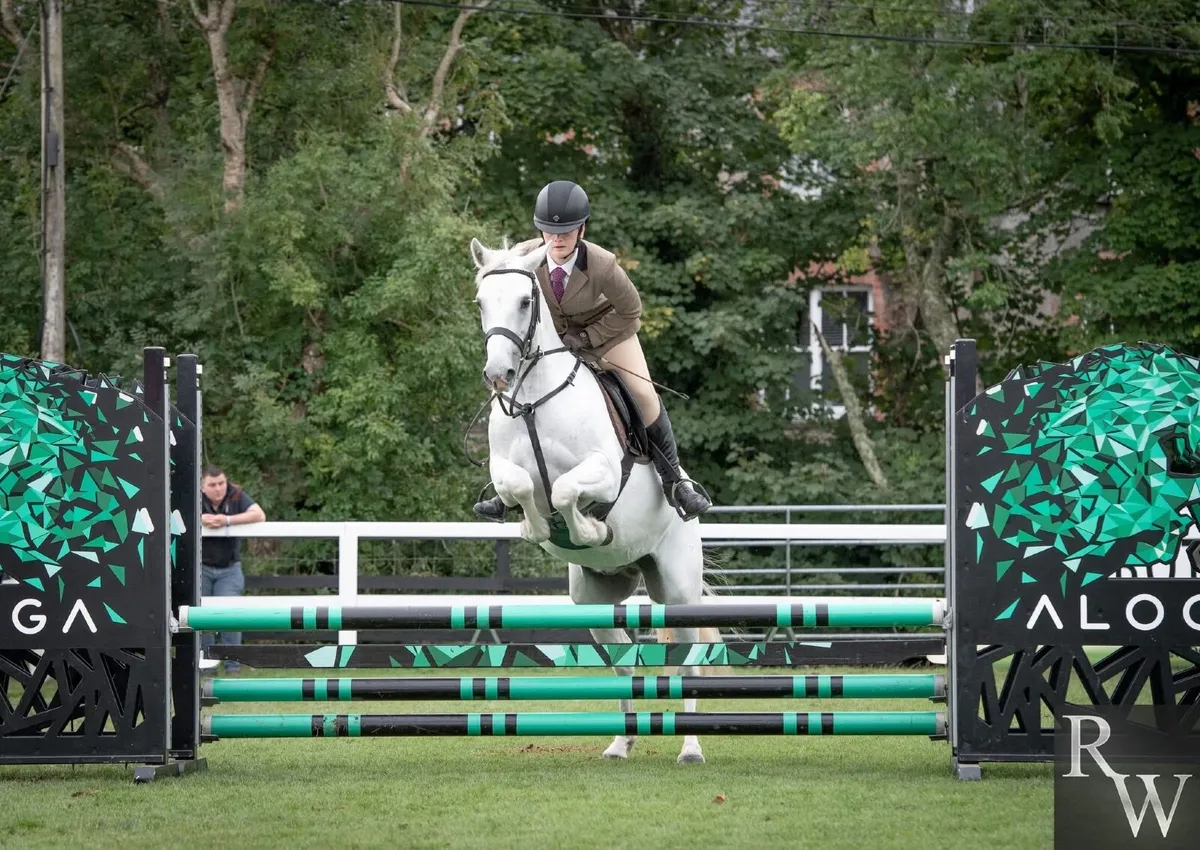 Lot 232 Connemara Pony Sales Saturday 21st Feb - Image 4