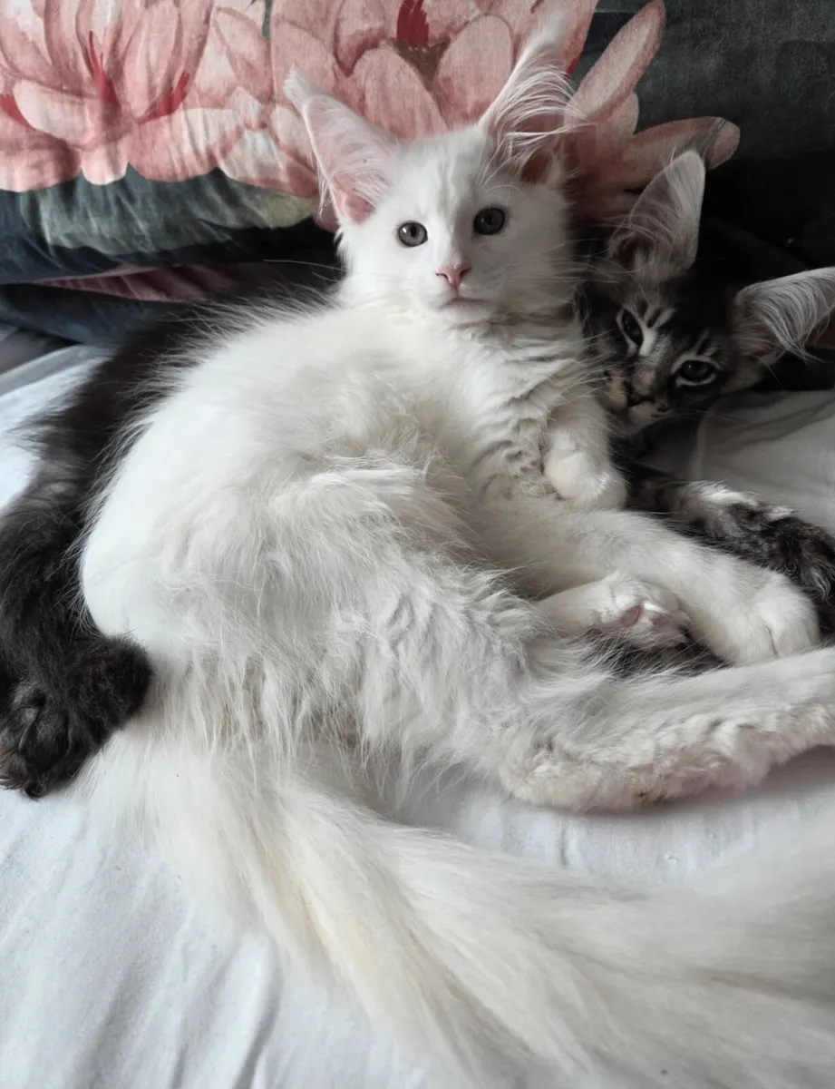 Maine Coon kittens - Image 1