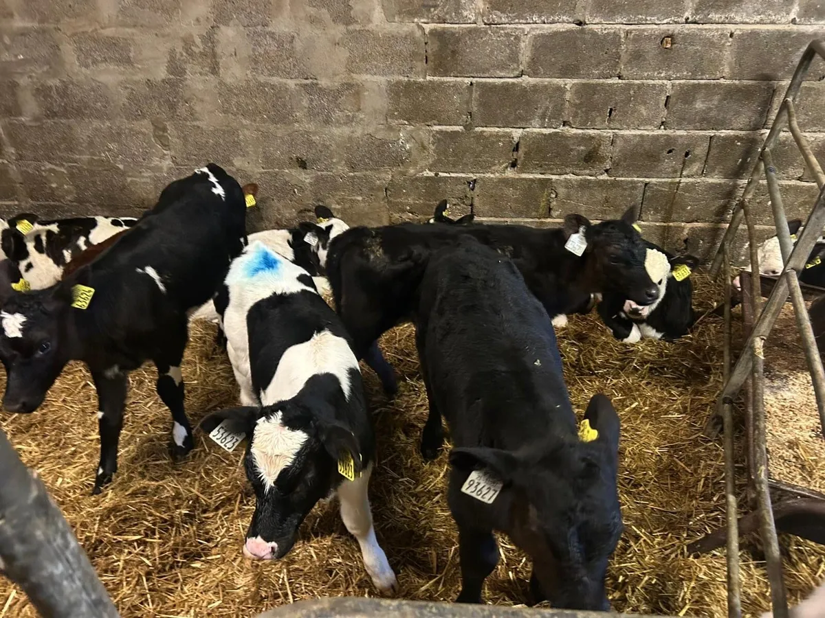 90   Calves  for sale - Image 1