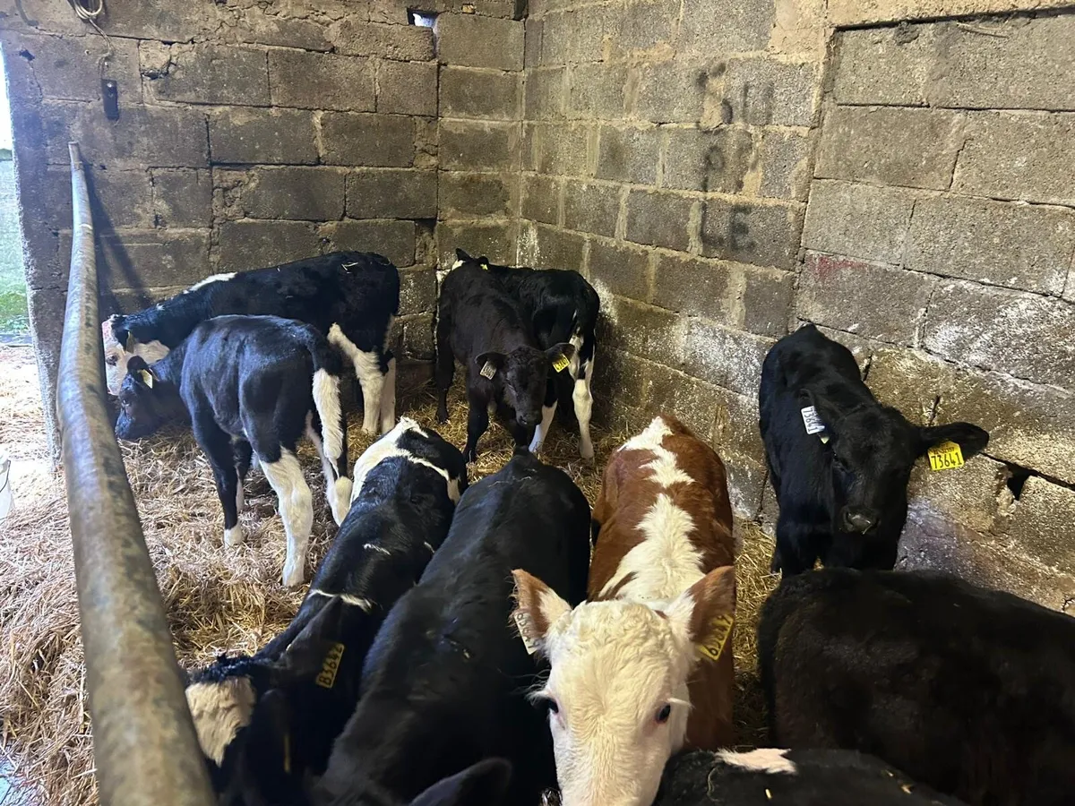 90   Calves  for sale - Image 2