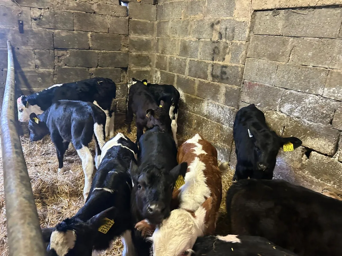 90   Calves  for sale - Image 3