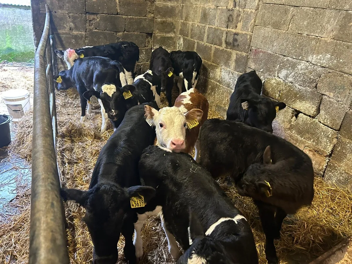 90   Calves  for sale - Image 4