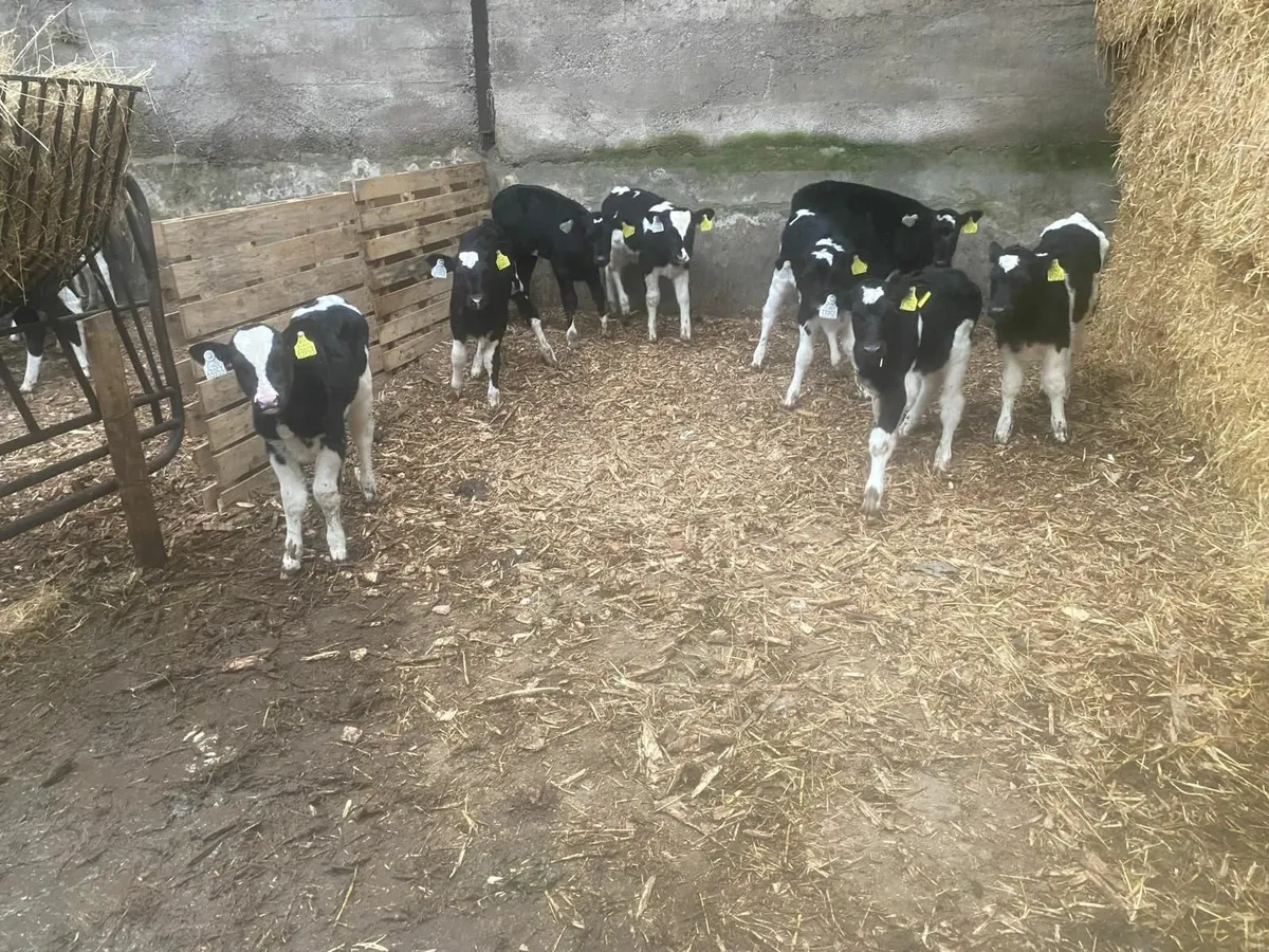 Pedigree Friesian Heifer Calves - Image 1