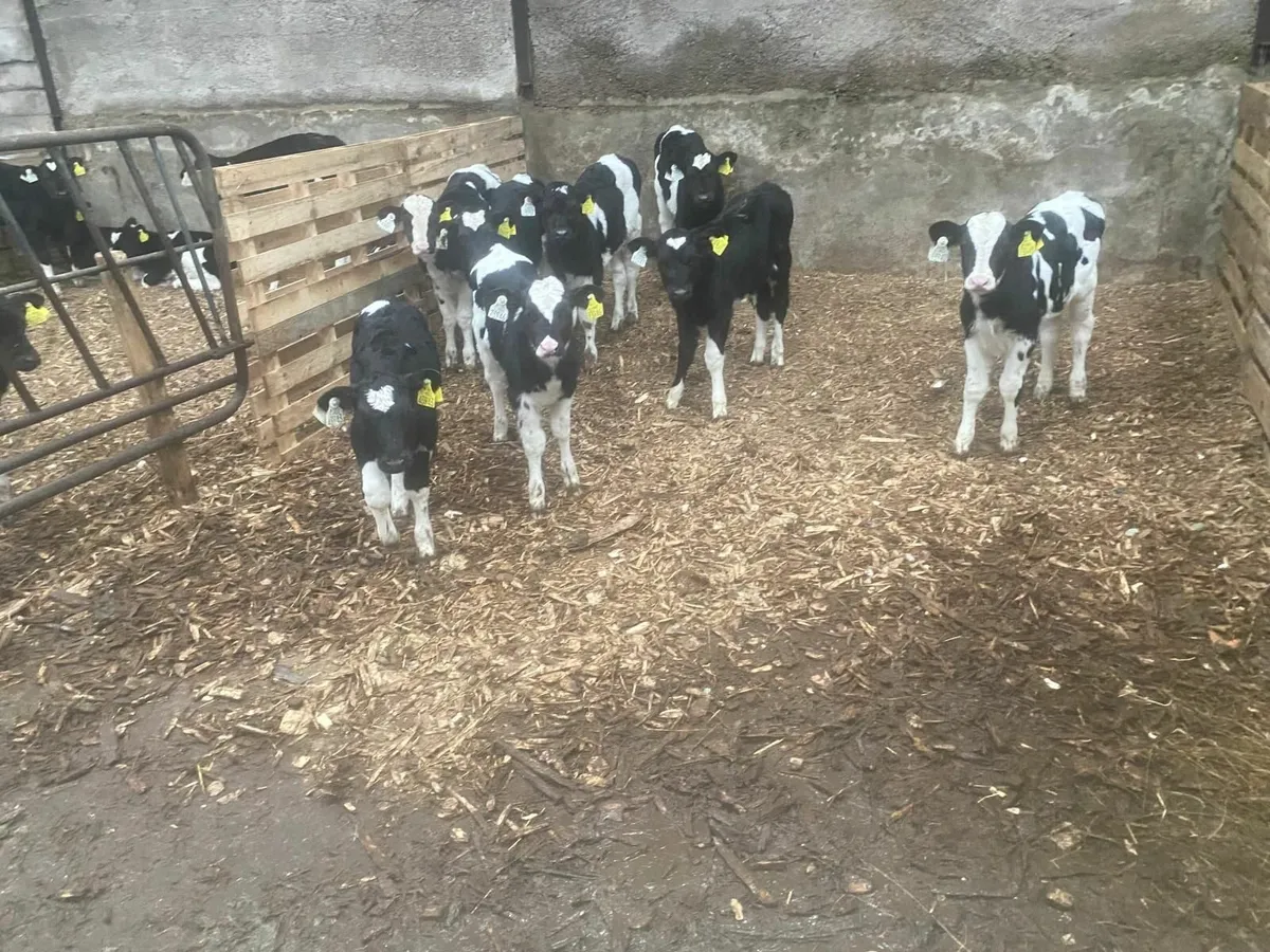 Pedigree Friesian Heifer Calves - Image 3