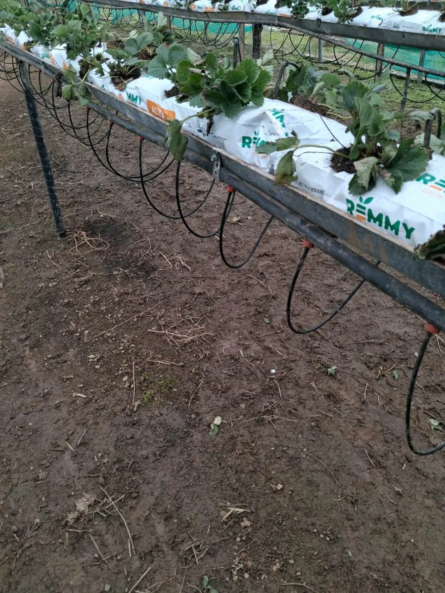 Irrigation drip lines - Image 4