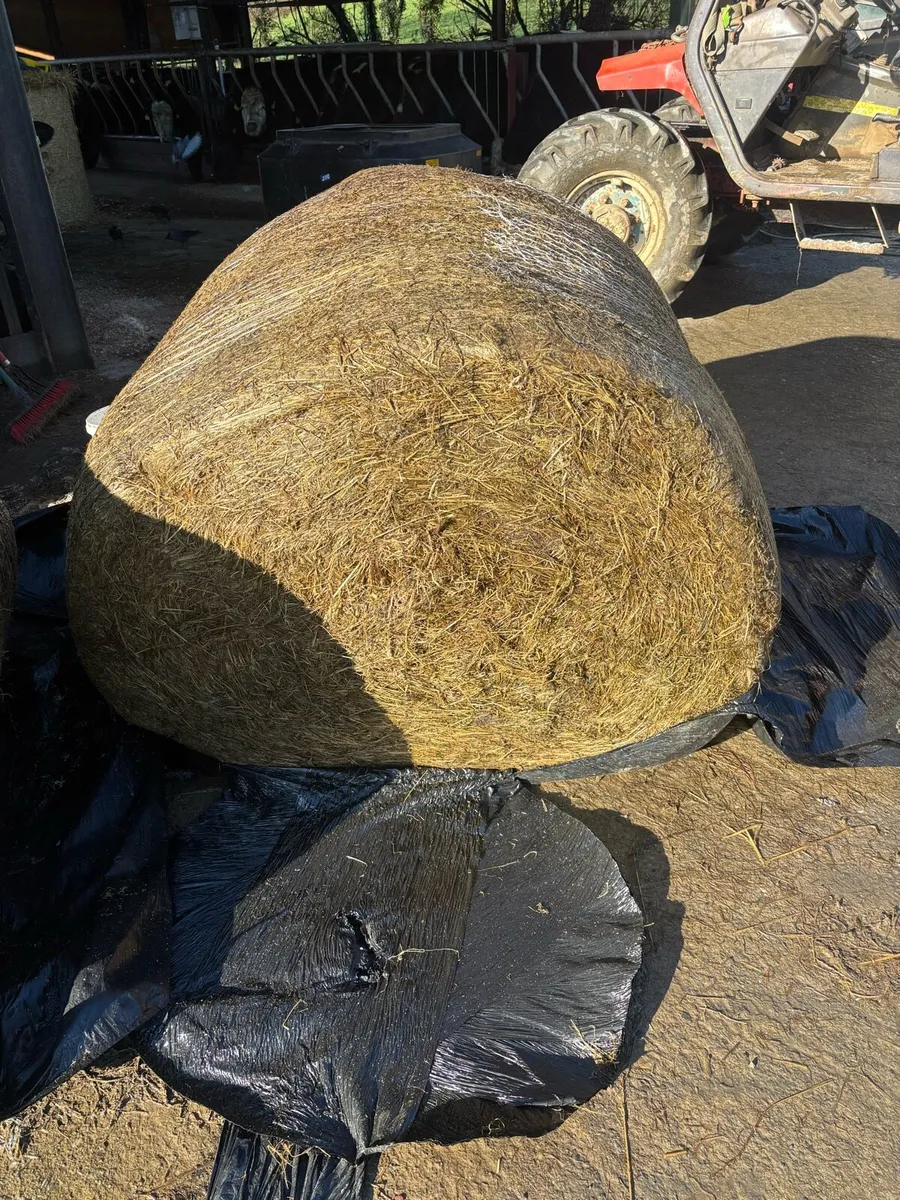 Silage bales - Image 1