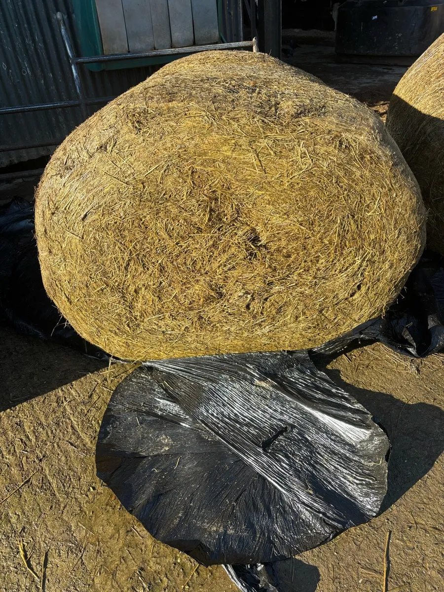 Silage bales - Image 2
