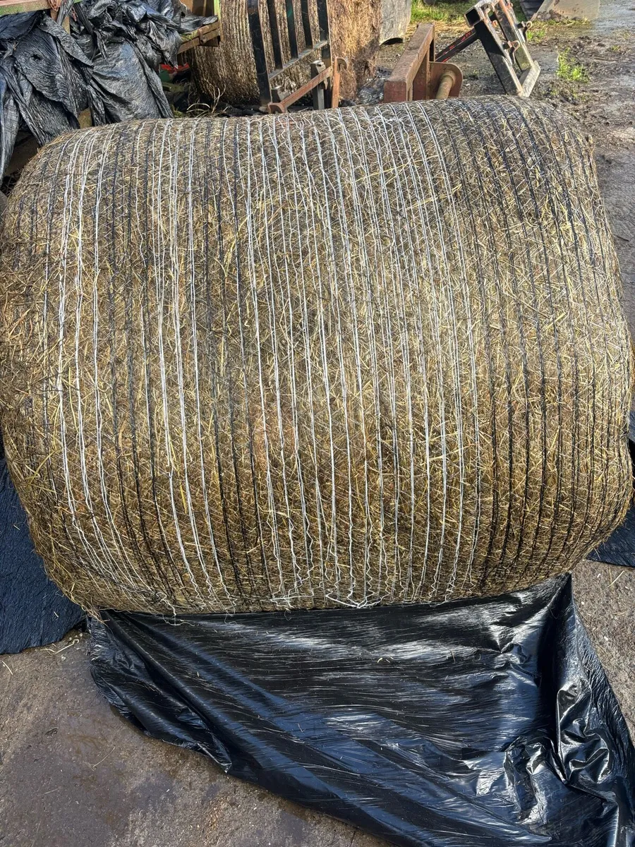 Silage bales - Image 3